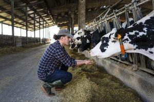 Why Dairy Farmers in Abbotsford and Chilliwack Buy Life Insurance