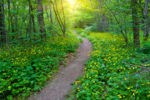 funeral insurance